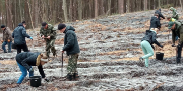 В ДП «Кременецьке лісове господарство» і «Чортківський лісгосп» тривають роботи з висадки лісів