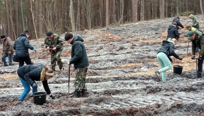 В ДП «Кременецьке лісове господарство» і «Чортківський лісгосп» тривають роботи з висадки лісів