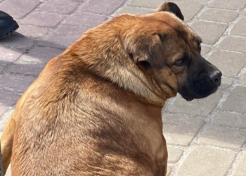 У Тернополі дали дозвіл на встановлення скульптури собаці Джессі