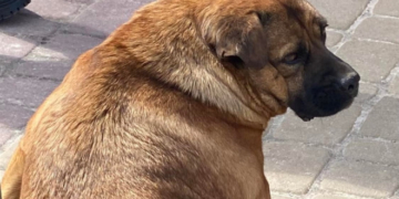 У Тернополі дали дозвіл на встановлення скульптури собаці Джессі