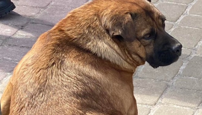 У Тернополі дали дозвіл на встановлення скульптури собаці Джессі