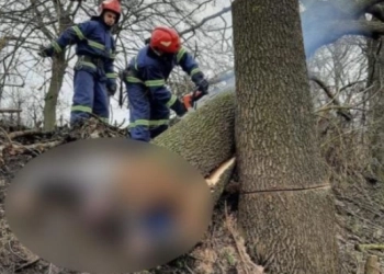 На Кременеччині в лісгоспі загинув чоловік