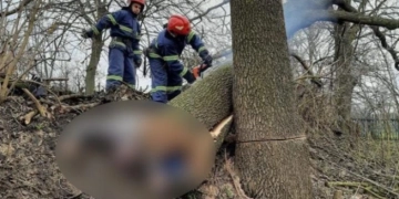 На Кременеччині в лісгоспі загинув чоловік