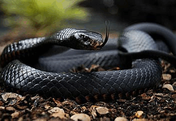 Перехожі помічають змій у тернопільських парках – чи отруйні вони? (Відео)