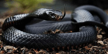 Перехожі помічають змій у тернопільських парках – чи отруйні вони? (Відео)