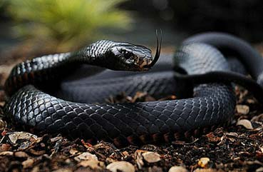 Перехожі помічають змій у тернопільських парках – чи отруйні вони? (Відео)