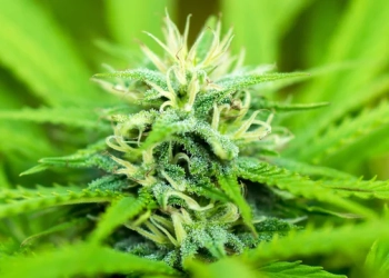 Тернополянин “спалив” себе дивною поведінкою