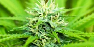 Тернополянин “спалив” себе дивною поведінкою