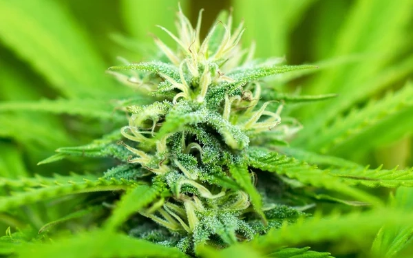 Тернополянин “спалив” себе дивною поведінкою