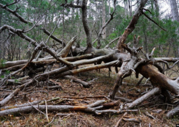 На Тернопільщині пенсіонер загинув, заготовляючи дрова на зиму