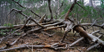 На Тернопільщині пенсіонер загинув, заготовляючи дрова на зиму