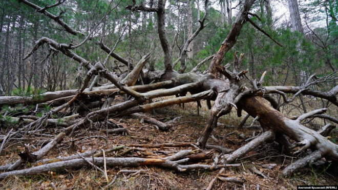 На Тернопільщині пенсіонер загинув, заготовляючи дрова на зиму