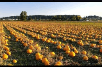 Кооператив “Домашня ягода”, що на Бучаччині, пропонує охочим вирощувати на насіння сортовий гарбуз