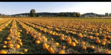 Кооператив “Домашня ягода”, що на Бучаччині, пропонує охочим вирощувати на насіння сортовий гарбуз