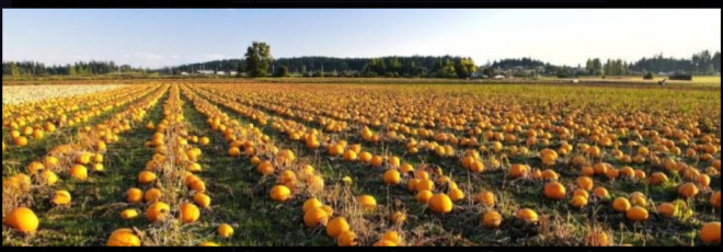 Кооператив “Домашня ягода”, що на Бучаччині, пропонує охочим вирощувати на насіння сортовий гарбуз