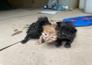 У Тернополі чоловік з озера витягнув кошенят в пакеті, – нелюди вирішили позбутися тваринок