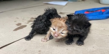 У Тернополі чоловік з озера витягнув кошенят в пакеті, – нелюди вирішили позбутися тваринок