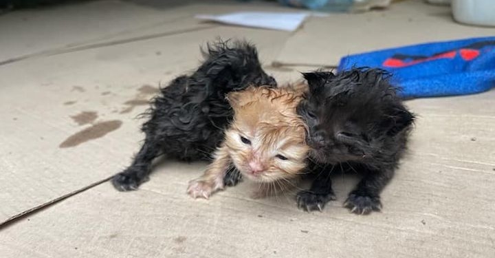 У Тернополі чоловік з озера витягнув кошенят в пакеті, – нелюди вирішили позбутися тваринок