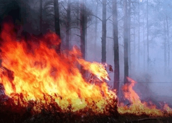 На Тернопільщині через пожежу сухої трави мало не згоріло 10 гектарів лісу