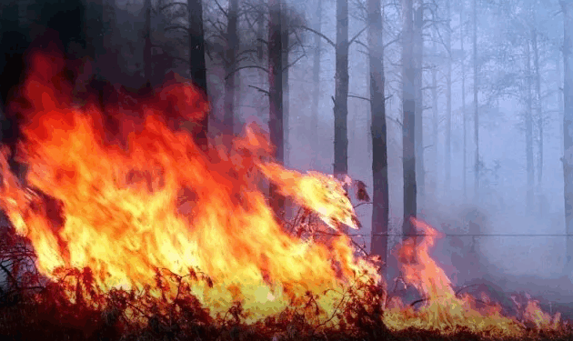На Тернопільщині через пожежу сухої трави мало не згоріло 10 гектарів лісу