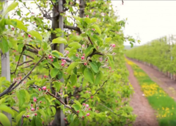 З ініціативи фермерського господарства «Гадз» на Бучаччині висадили Сад перемоги