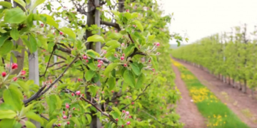 З ініціативи фермерського господарства «Гадз» на Бучаччині висадили Сад перемоги