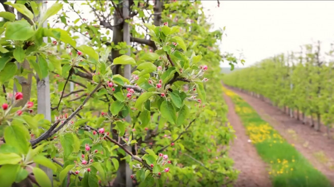 З ініціативи фермерського господарства «Гадз» на Бучаччині висадили Сад перемоги