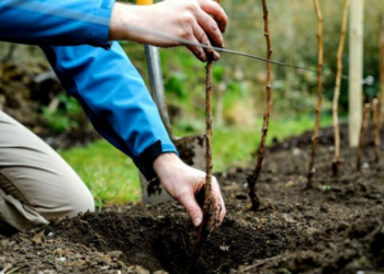 До восьми років ув’язнення: селянин з Тернопільщини вкрав саджанці