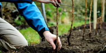 До восьми років ув’язнення: селянин з Тернопільщини вкрав саджанці