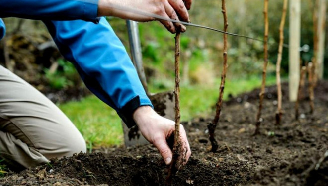 До восьми років ув’язнення: селянин з Тернопільщини вкрав саджанці