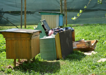 Від п’яти до восьми років позбавлення волі, – на Тернопільщині нетверезі юнаки вкрали у односельця вулик