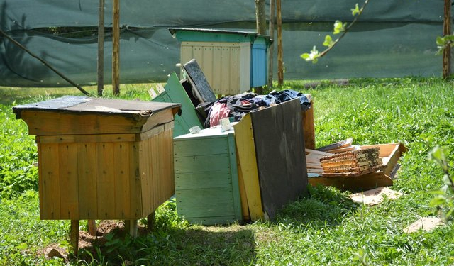 Від п’яти до восьми років позбавлення волі, – на Тернопільщині нетверезі юнаки вкрали у односельця вулик