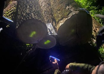 На Тернопільщині прокурори спільно з працівниками ДБР затримали лісників які привласнили деревину на понад 660 тис грн