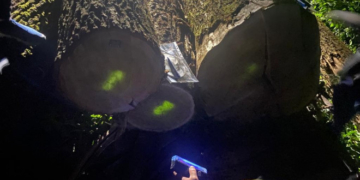 На Тернопільщині прокурори спільно з працівниками ДБР затримали лісників які привласнили деревину на понад 660 тис грн