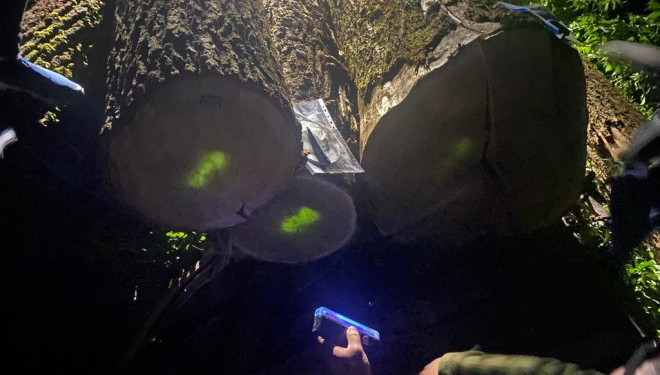 На Тернопільщині прокурори спільно з працівниками ДБР затримали лісників які привласнили деревину на понад 660 тис грн