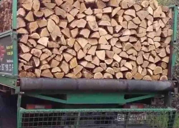 Фальшиві лісові господарства «продають» деревину на Тернопільщині