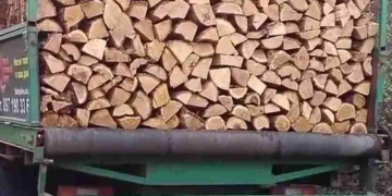 Фальшиві лісові господарства «продають» деревину на Тернопільщині