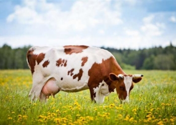 На Тернопільщині чоловік примудрився вкрасти та продати чужу корову за 23 тисячі гривень, – тепер йому загрожує до 8 років ув’язнення