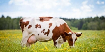 На Тернопільщині чоловік примудрився вкрасти та продати чужу корову за 23 тисячі гривень, – тепер йому загрожує до 8 років ув’язнення