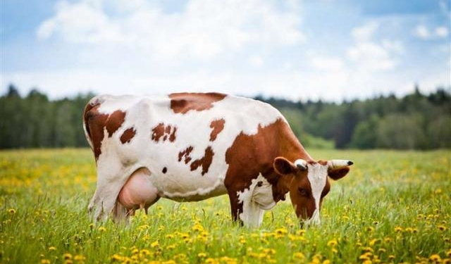 На Тернопільщині чоловік примудрився вкрасти та продати чужу корову за 23 тисячі гривень, – тепер йому загрожує до 8 років ув’язнення