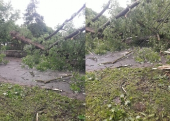 Під час грози на Тернопільщині на дорогу кинуло величезне дерево