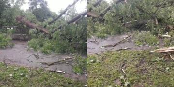 Під час грози на Тернопільщині на дорогу кинуло величезне дерево