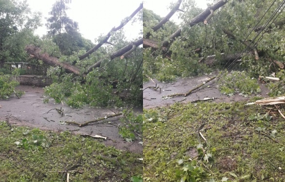 Під час грози на Тернопільщині на дорогу кинуло величезне дерево