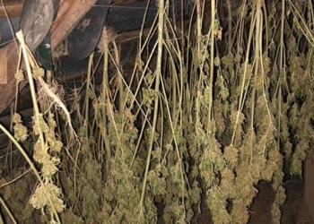 Для лікування: бабуся з Тернопільщини сушила на горищі наркотичне зілля