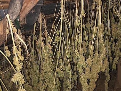 Для лікування: бабуся з Тернопільщини сушила на горищі наркотичне зілля