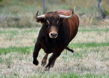 На Тернопільщині бик накинувся на господиню заподіявши травми несумісні з життям