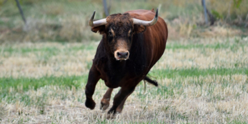 На Тернопільщині бик накинувся на господиню заподіявши травми несумісні з життям