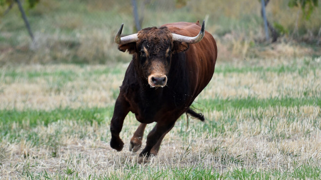 На Тернопільщині бик накинувся на господиню заподіявши травми несумісні з життям