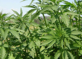 На Тернопільщині правоохоронці виявили 80 рослин коноплі, на ділянці 70-річної тернополянки