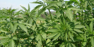 На Тернопільщині правоохоронці виявили 80 рослин коноплі, на ділянці 70-річної тернополянки